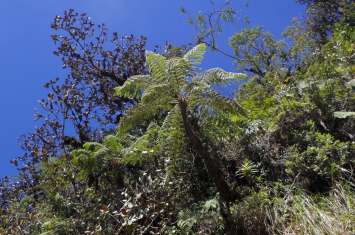Les fougères arborescentes peuvent mesurer jusqu'à plusieurs métres de haut