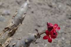 Etrange fleur-baobab