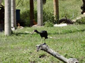 28-ibis